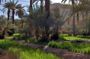 desert-algerie