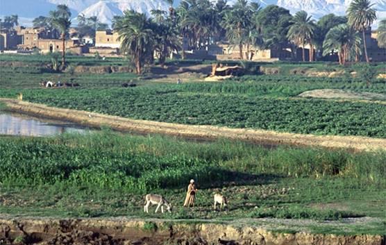 Egypt gets €50m AfDB loan to develop agriculture