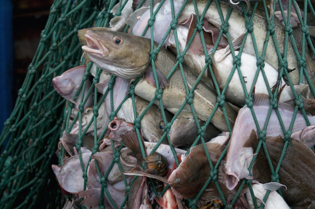 Mauritania takes new initiative to fight overfishing