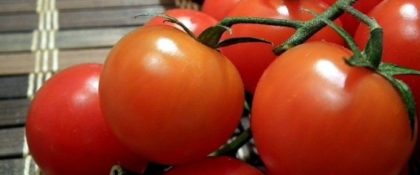 tomatoes-morocco-russia