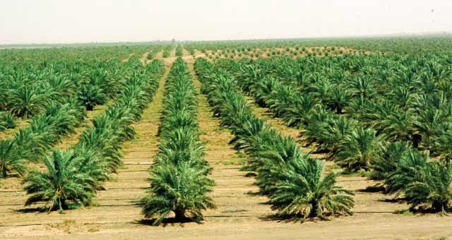 Morocco, Two Years Ahead of Schedule in Plan to Plant 3 mln Palm Trees