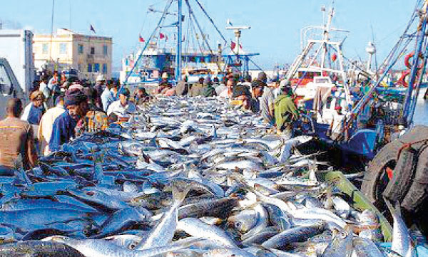 GCC Countries, Promising Market for Morocco’s Fisheries Exports