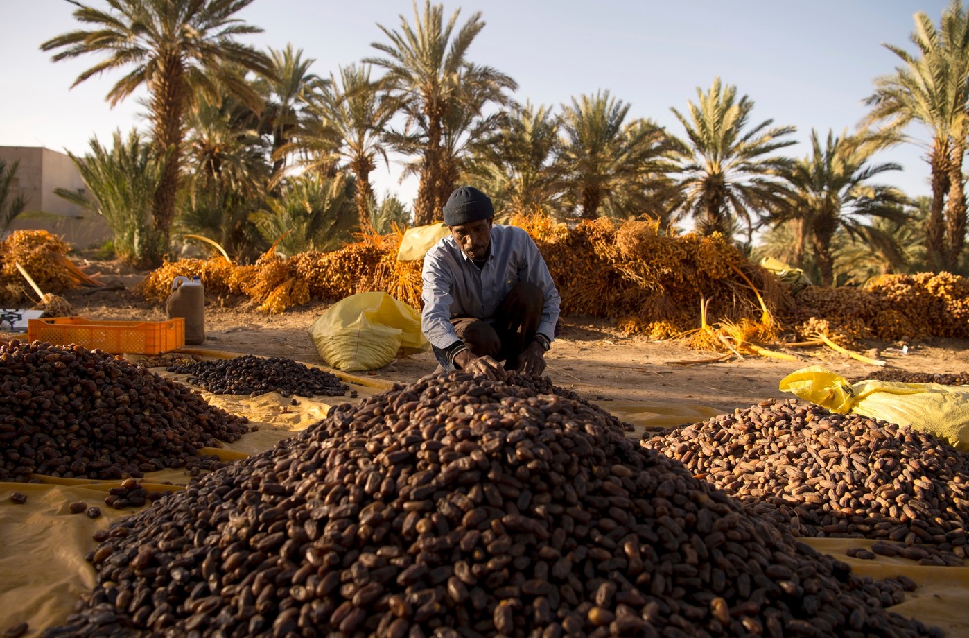 Sweet Outlook for Morocco’s Date Palm Cultivation