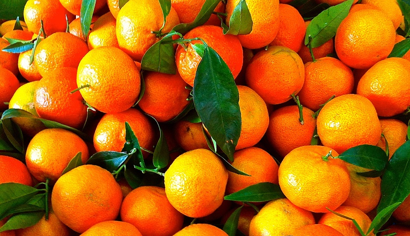 US to Resume Importing Citrus from Eastern Morocco