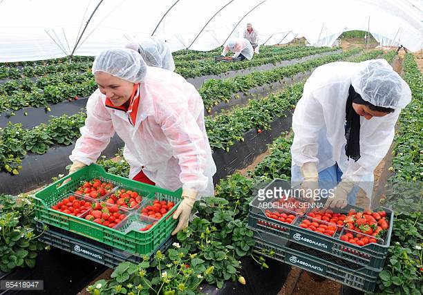 Spain Offers Over 10,000 Contracts to Moroccan Seasonal Workers