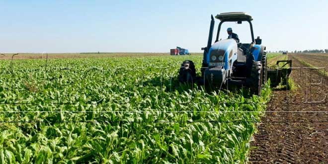 Morocco Expects Better Crop Year in 2018