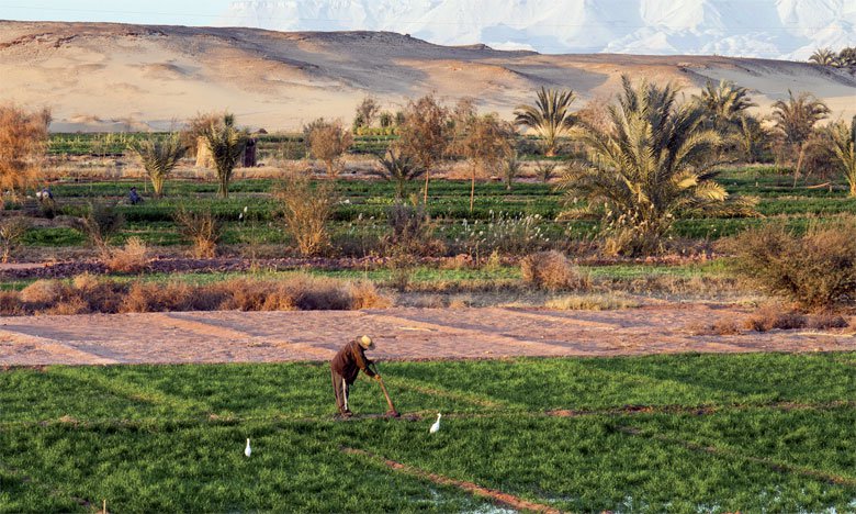 EU Commissioners Agree on Including Sahara Products in Morocco Agricultural Agreement