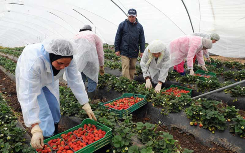 Morocco, Spain Promise Protection of Seasonal Female Workers