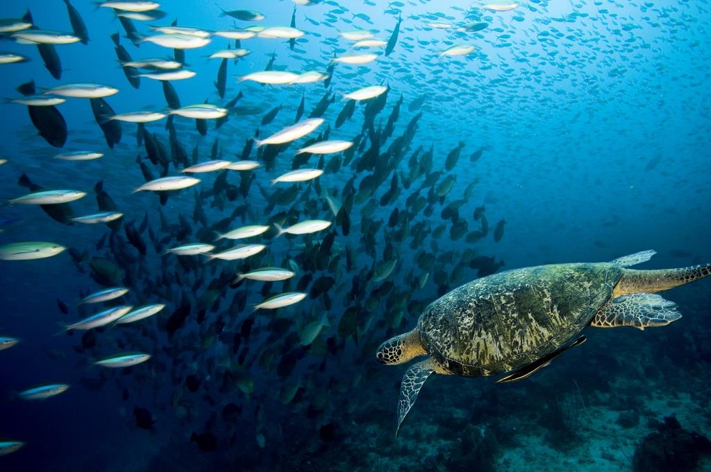 Oceans_turtle