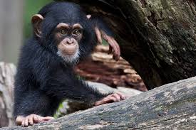 Guinea: Hydropower plant could kill up to 1,500 chimpanzees