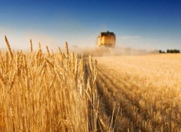 Morocco’s Central bank expects fewer wheat yield in 2019