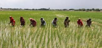 Niger to stop importing rice by 2023