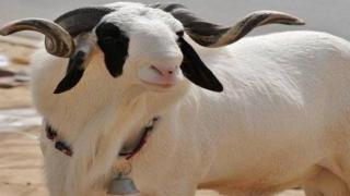 Mauritania to supply Senegal with nearly 300,000 rams for Eid al-Adha