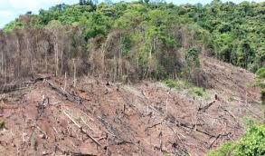 Nigeria deforestation
