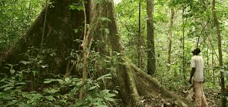 Gabon to receive $150 million from Norway to protect its forests