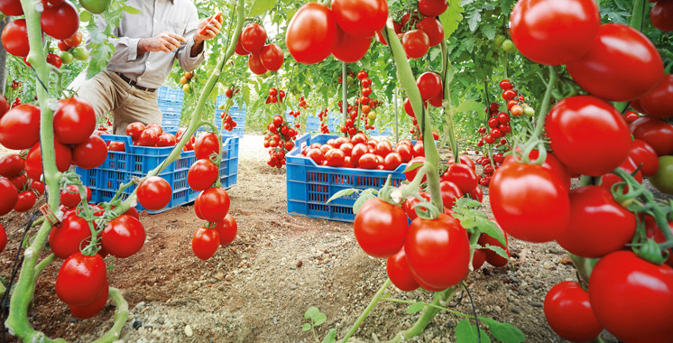 Morocco, world’s fifth tomato producer