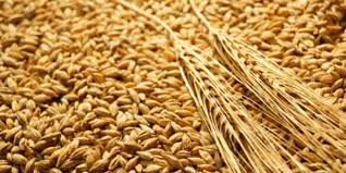 Morocco to Freeze Import Duty on Soft Wheat to Stabilize Market