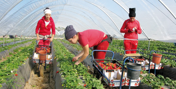 Moroccan seasonal workers in Huelva strawberry farms