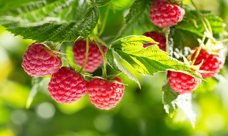 Morocco’s Raspberry Gains Access to US Market