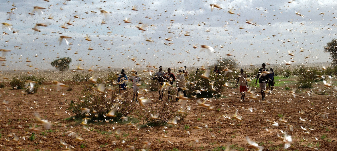 Scale of locust upsurge in Eastern Africa, ‘unprecedented in modern times’