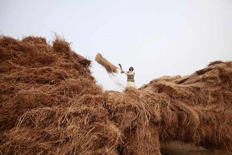 Egypt to build $228 mln facility to turn rice straw into wood