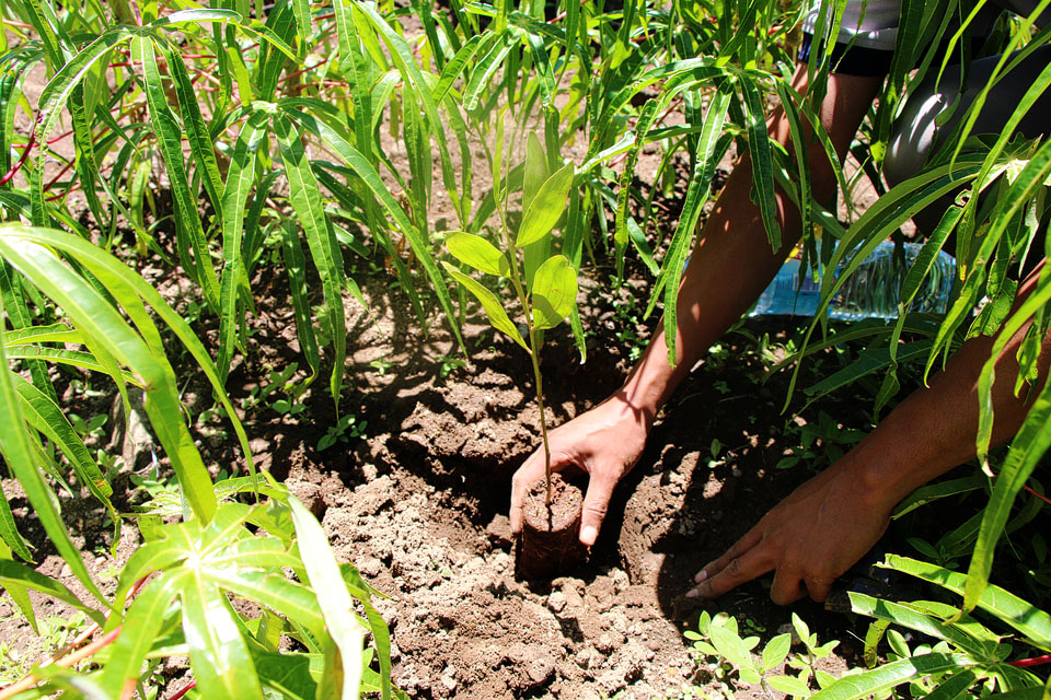 Madagascar: 60 million trees to be planted for 60 years of independence