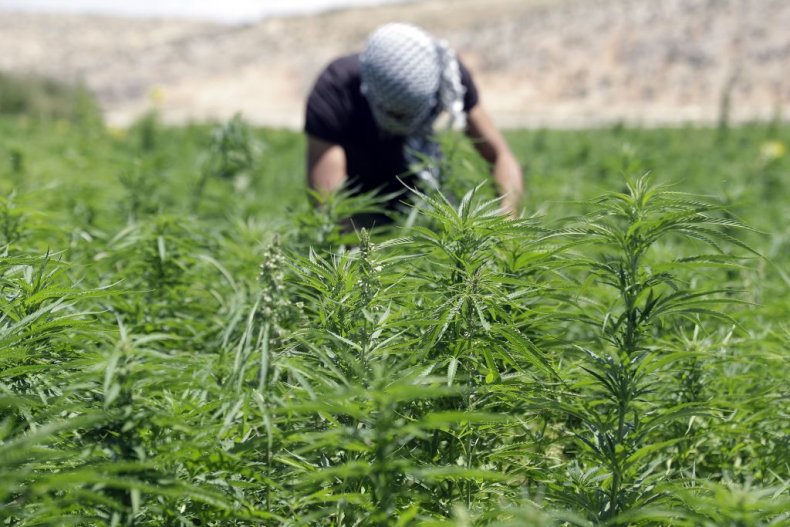 Lebanon legalizes cannabis growing for medicinal, industrial purposes