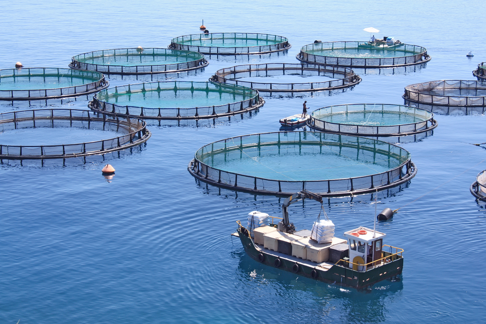 Norway & Netherlands inject $2.5 Mln in aquaculture project in Morocco