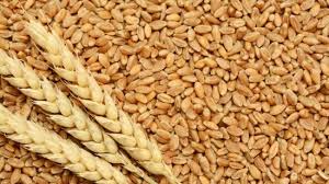 Morocco maintains soft wheat duty halt till end of 2020 – Government