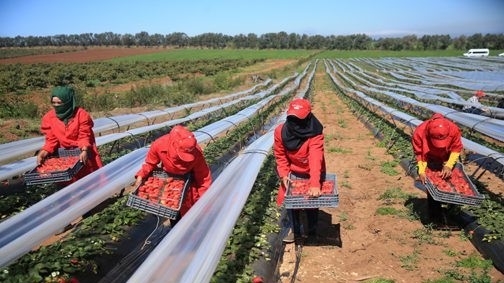 UN sounds the alarm about situation of Moroccan strawberry pickers in Huelva plantations