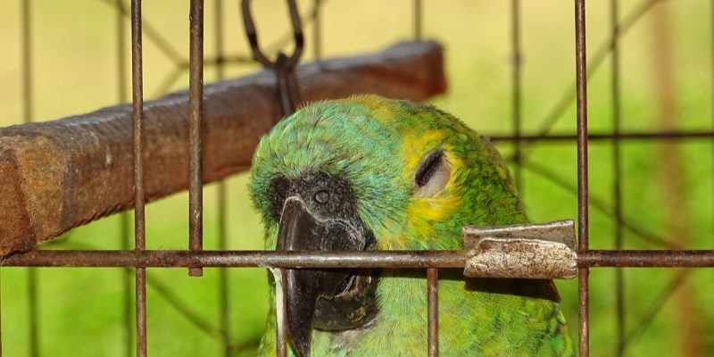 Moroccan, European police dismantle wild bird trafficking network