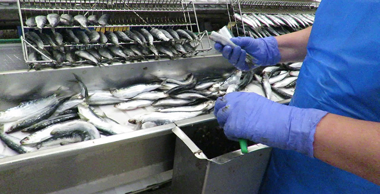sardine processing plant