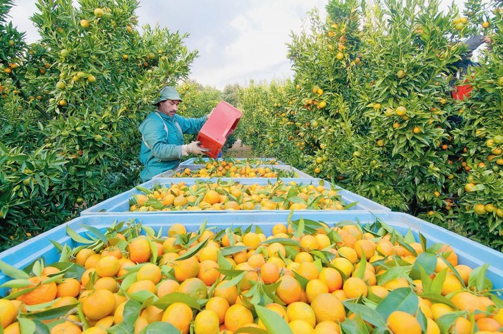 Moroccan seasonal workers to help save clementine yield in France’s Corsica