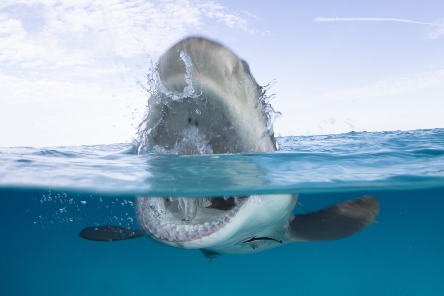 Egypt halts diving activities at Ras Mohammed national park after shark