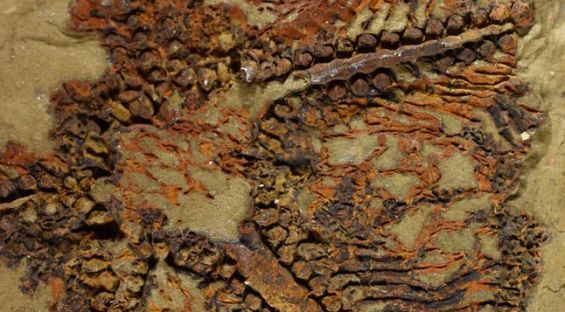 World’s oldest-known starfish fossil unearthed in Morocco.