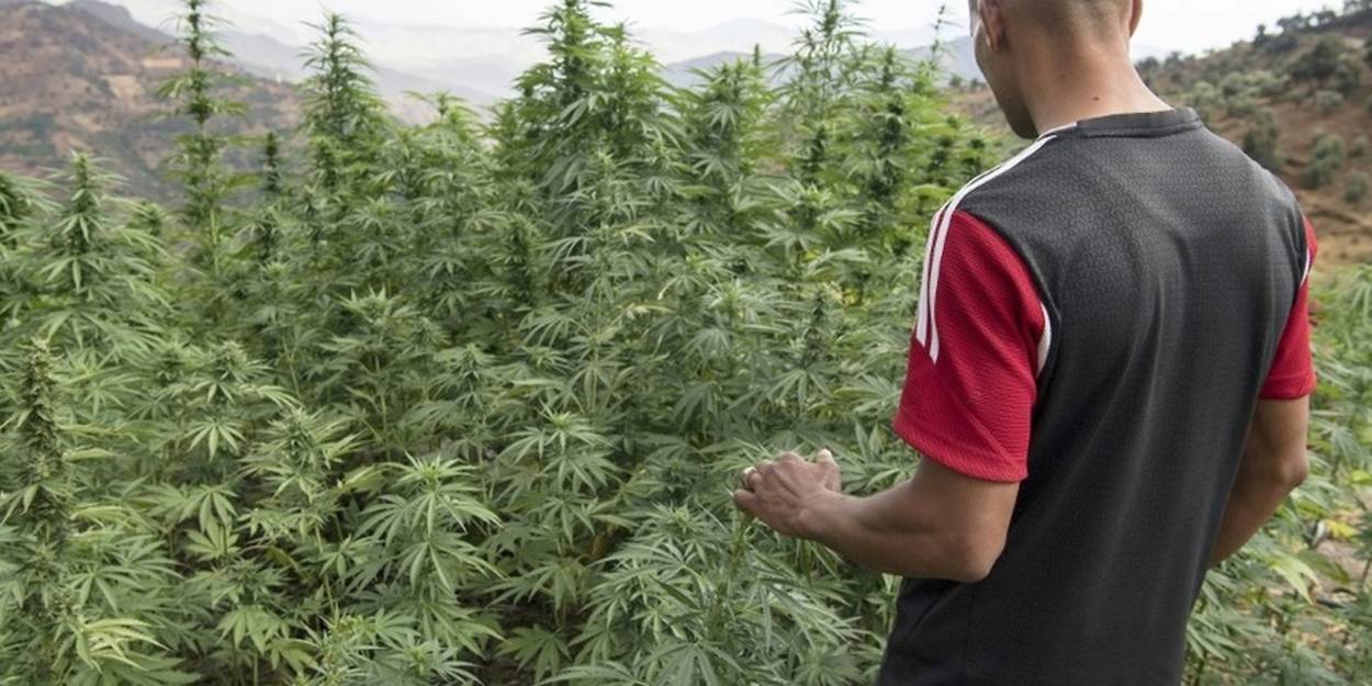 Cannabis legalisation divides PJD Islamists