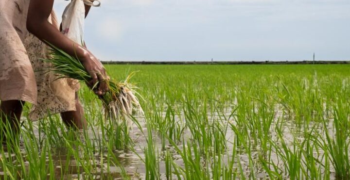 OCP Africa partners with IsDB to boost rice output in Côte d’Ivoire ...