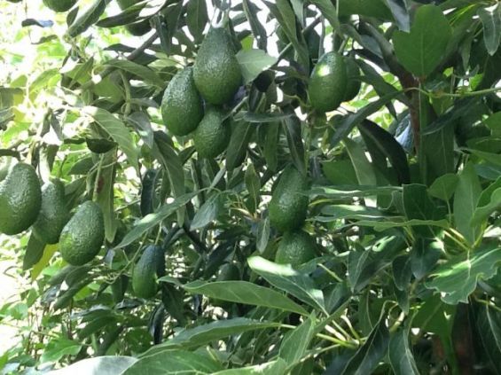 Israel’s Mehadrin partners with Moroccan agribusiness to produce & export avocados output