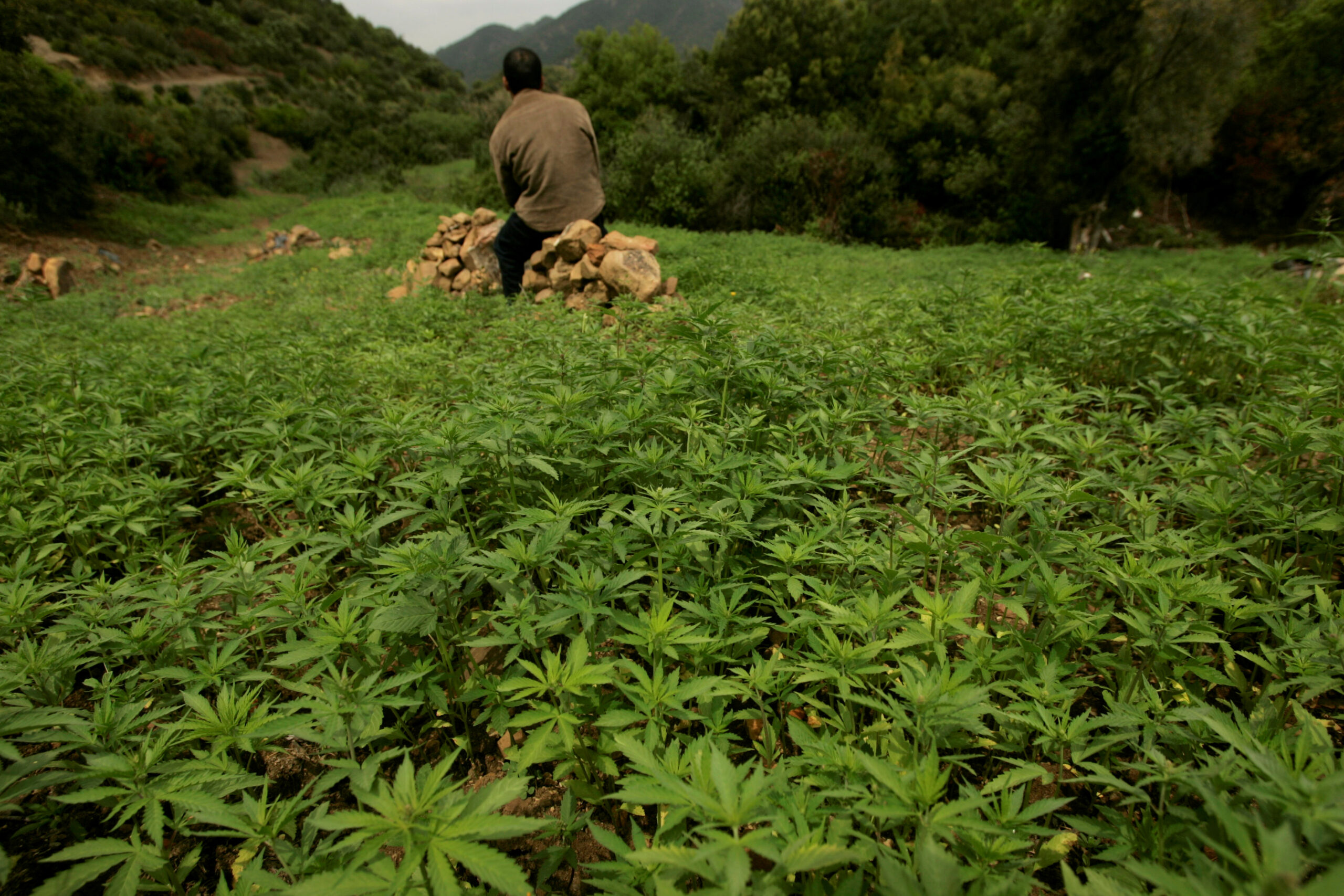 FILE PHOTO: A farmer guards his plantation of cannabis near Chefchaouen