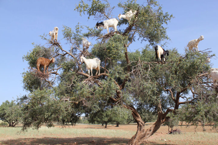 Morocco to plant Argan trees on 50,000 ha by 2030 – The North Africa Post