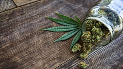 Morocco: MPs adopt bill legalizing use of cannabis for therapeutic purposes
