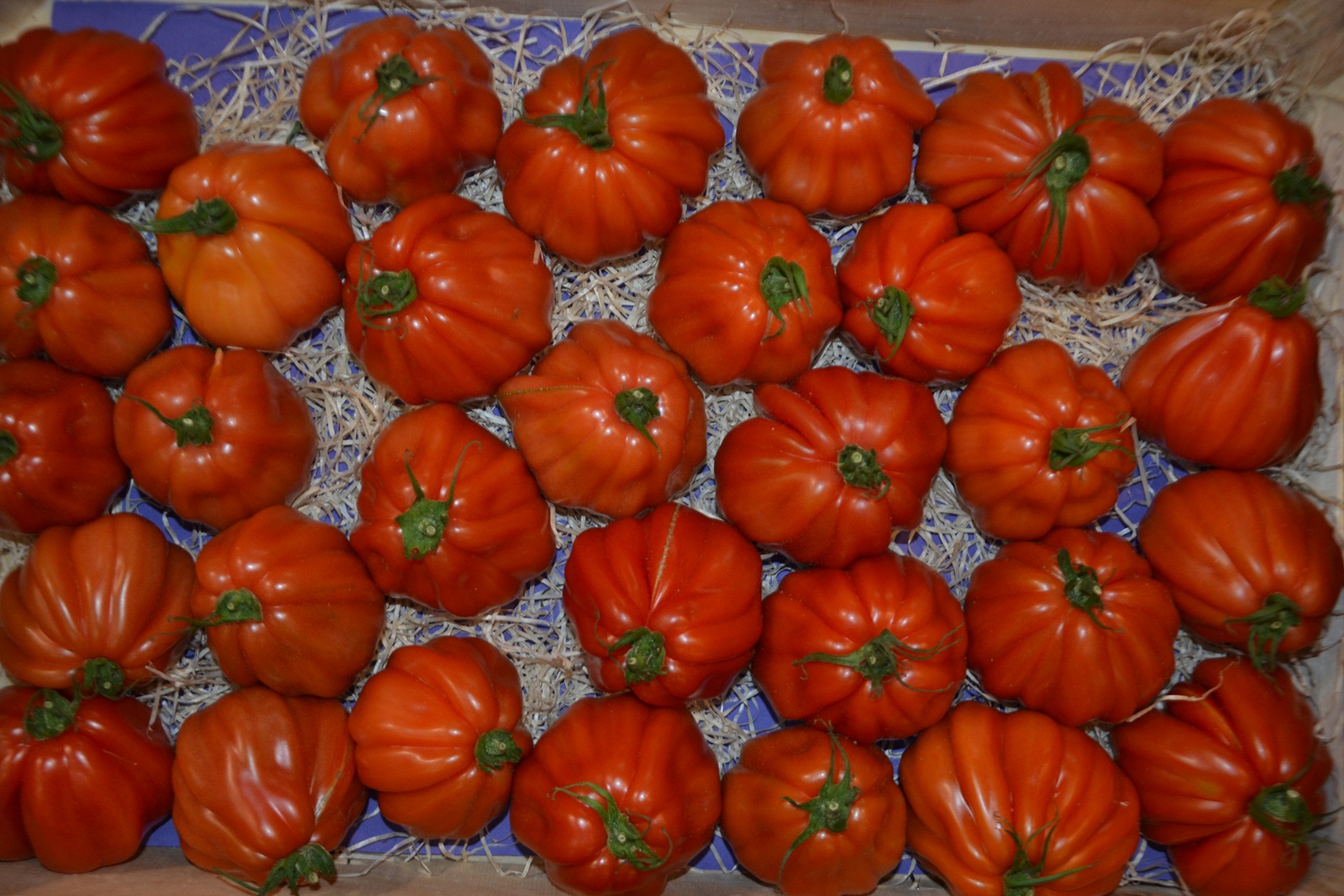Tomatoes: Morocco reinforces its market share in EU