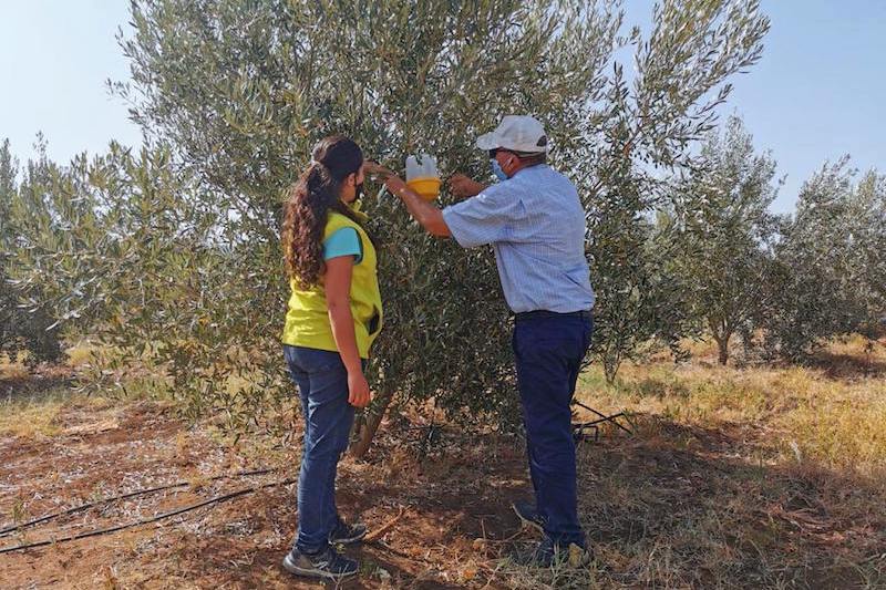 morocco-olive grove-ocp program