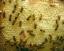 Bee Colony Collapse Disorder: Special program to support Moroccan beekeepers