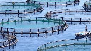 Shellfish Aquaculture: Japan shares its experience with Morocco