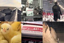 Norwegian company wins $2Mln deal to power 4 poultry plants in Morocco with solar energy