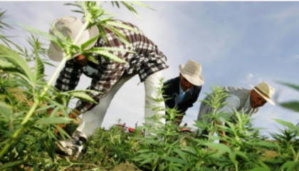 Morocco: Three provinces selected to grow cannabis legally