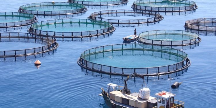 Aquaculture-dakhla
