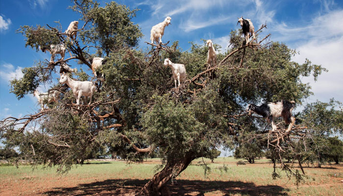 Morocco, UN celebrate Argan tree, a symbol of resilience
