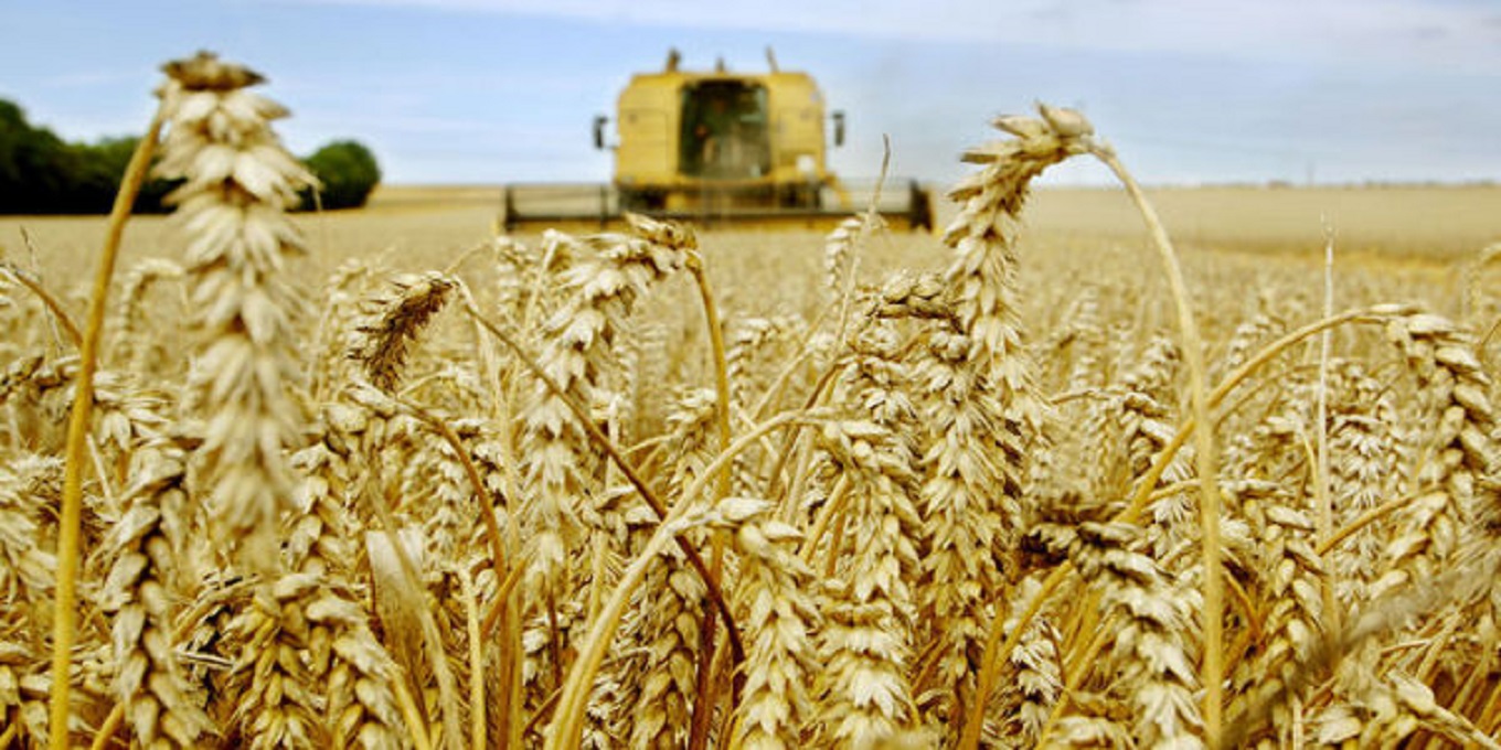 Morocco’s cereals production down 70% in 2022, fresh produce exports up